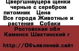 Цвергшнауцера щенки черные с серебром питомник › Цена ­ 30 000 - Все города Животные и растения » Собаки   . Ростовская обл.,Каменск-Шахтинский г.